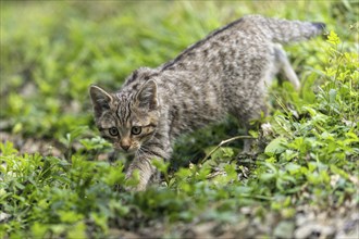 A young wild kitten creeps cautiously through the green meadow, attentive and focussed, wildcat