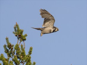 Hawk Owl (Surnia ulula), adult male, in flight taking off from top of young Pine tree (Pinus