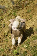 Eurasian griffon vulture (Gyps fulvus) standing on the ground, Bavaria, Germany, Europe