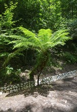 Farn im Schatten neben einem steinernen Weg in einem Wald, Baumfarn (Dicksonia antarctica), Mata