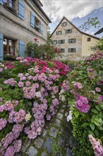 Hydrangea in bloom in the front garden of an old Franconian farmhouse, Ödenberg, Middle Franconia,