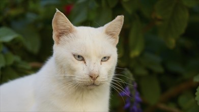 Close-up of a white cat with a curious expression surrounded by green leaves, Cats, Rhodes Old