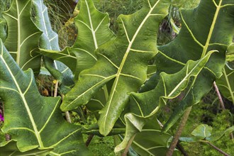 Close-up of Alocasia, Elephant's Ear leaves covered with raindrops in summer, Quebec, Canada, North