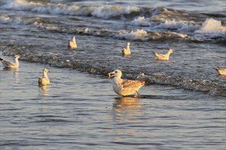 Seagull with shell in the morning light, September, Usedom, Baltic Sea beach, Mecklenburg-Western