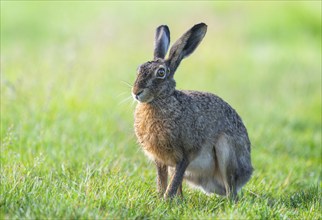 European hare (Lepus europaeus) sitting in a meadow, wildlife, Thuringia, Germany, Europe
