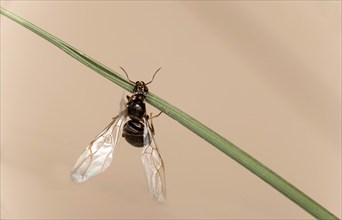 Winged female wood ant (Formica spec.) after hatching, Valais, Switzerland, Europe