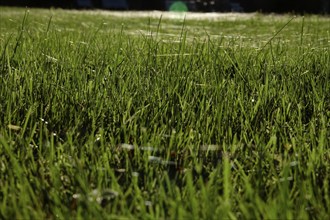 Meadow in October with spider webs, Saxony, Germany, Europe