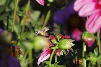 Hummingbird hawk-moth, October, Saxony, Germany, Europe