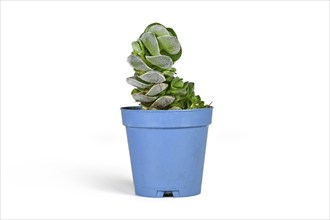 Small potted 'Crassula jade Tower' succulent plant on white background