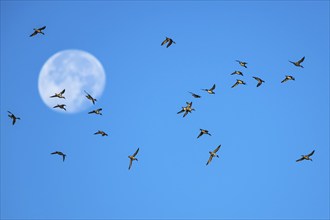 Flock of Northern Pintail (Anas acuta) with the moon in the background