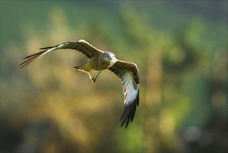 Red Kite, Milvus milvus, bird in flight