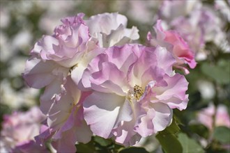 White and pink roses in bloom in Rosedal, the rose garden in Buenos Aires, Argentina, South America