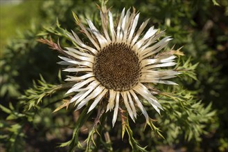 Flowering silver thistle (Carlina acaulis), North Rhine-Westphalia, Germany, Europe