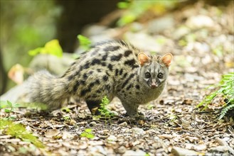 Common genet (Genetta genetta), cub wildlife in a forest, Montseny National Park, Catalonia, Spain,