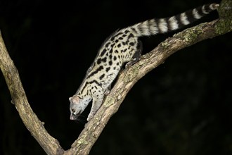 Common genet (Genetta genetta), climbing on a tree wildlife in a forest, Montseny National Park,