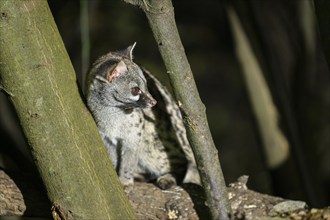 Common genet (Genetta genetta), wildlife in a forest, Montseny National Park, Catalonia, Spain,