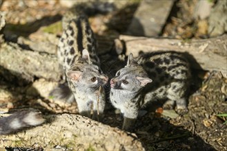 Two Common genets (Genetta genetta), kissing wildlife in a forest, Montseny National Park,