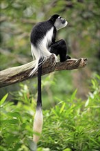 Angola marmoset monkey (Colobus angolensis), Angola, marmoset monkey, adult, tree, male, Africa