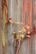 Rainbow Eucalyptus (Eucalyptus deglupta), rainbow tree, detail, leaves, bark, Australia, Oceania