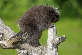 Urson (Erethizon dorsatum), tree porcupine, North American tree porcupine, adult, climbing, tree,