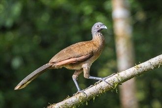 Grey-headed guan (ortalis cinereiceps), bird sitting on a branch, Heredia province, Costa Rica,