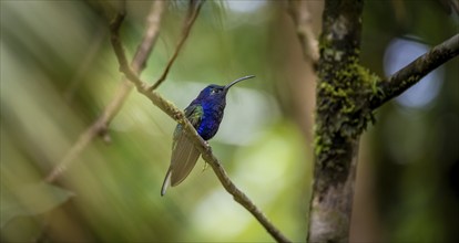 Purple hummingbird wing (Campylopterus hemileucurus), blue hummingbird sitting on a branch,