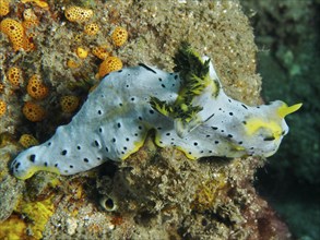 Snail with dotted pattern and yellow accents, grey banana nudibranch (Notodoris serenae), crawling