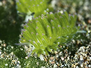 Green nudibranch, leaf sheep snail (Costasiella kuroshimae), on sandy ground in the sea. The snail