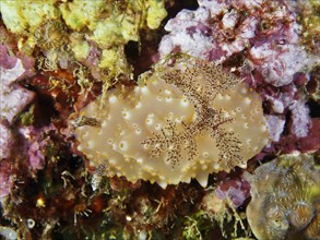 A single brown-yellow nudibranch with blotchy skin, Batangas Halgerda (Halgerda batangas), on coral