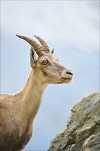 Alpine ibex (Capra ibex) female, portrait, wildlife Park Aurach near Kitzbuehl, Austria, Europe