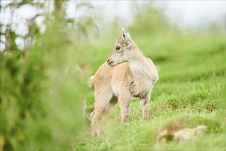 Alpine ibex (Capra ibex) youngster standing on a meadow, wildlife Park Aurach near Kitzbuehl,