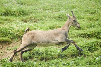 Alpine ibex (Capra ibex) female running on a meadow, playing, wildlife Park Aurach near Kitzbuehl,