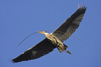 Grey grey heron (Ardea cinerea), foraging, boat trip, Tiszaalpár, Kiskunsági National Park,