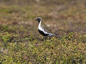 Eurasian golden plover (Pluvialis apricaria) adult male, alert in tundra breeding ground, May,