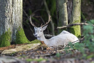 Fallow deer (Dama dama), in the forest, Vulkaneifel, Rhineland-Palatinate, Germany, Europe