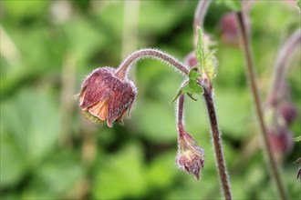 Water avens (Geum rivale), flower, blooming, at a pond, Ellerstadt, Germany, Europe