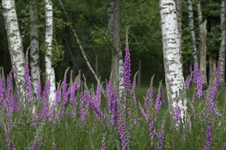 Common foxglove (Digitalis purpurea) and birch trees (Betula pendula), Lower Rhine, North