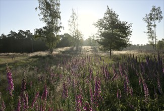 Common foxglove (Digitalis purpurea) in an open landscape with individual trees, Lower Rhine, North