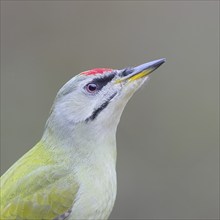 Grey-headed woodpecker (Picus canus), male, portrait, wildlife, nature photography, woodpeckers,