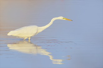 Great Egret (Ardea alba) walking through the water of the Baltic Sea, hunting, wildlife, heron,