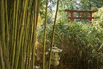 Bamboo, Botanical garden, Spring, Villa Carlotta, Tremezzo, Province of Como, Lake Como, Lago di