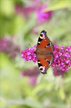 Peacock butterfly (Inachis io) sucking nectar on butterfly bush (Buddleja davidii), in a natural