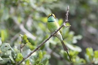 Bronze-crowned Emerald Bee-eater (Merops orientalis) sitting on a branch in Yala Natioal Park,