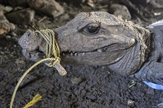 Bushmeat at a market, crocodile, poaching, Ouésso, Sangha department, Republic of the Congo