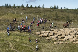 Sheep (Ovis aries), herd being driven together, rider and driver, sheep round-up or Réttir, near