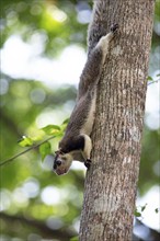 Sri Lanka giant squirrel (Ratufa macroura) upside down on a tree, Habarana, Anuradhapura, North