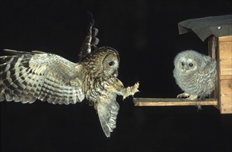 Tawny owl (Strix aluco) brings prey to the nesting site, Allgäu, Bavaria, Germany, Allgäu, Bavaria,