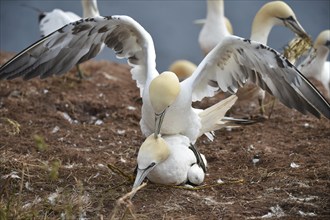 Gannets (Morus bassanus) mating on Heligoland, Schleswig-Holstein, Germany, Europe