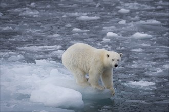 Polar bear (Ursus maritimus) on the pack ice at 82 degrees north, Spitsbergen Island, Svalbard and