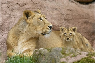 A lioness lies with her young on rocks, surrounded by nature, conveying a feeling of peace and